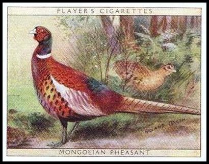 15 Mongolian Pheasant